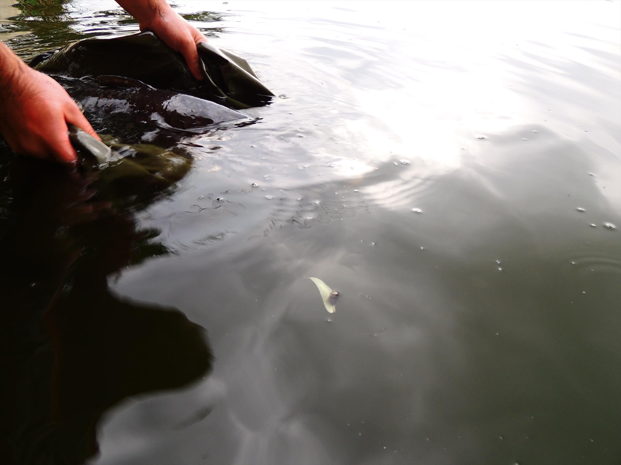 Tancabesti 14 - 16 iunie 2015 - dscn6818.JPG